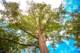 Professional Tree Services in Willowbrook, CA