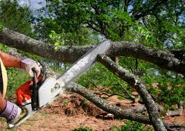 How Our Tree Care Process Works  in  Willowbrook, CA